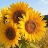 aa_sunshinejoy